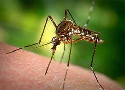Sigue la lucha contra el Aedes aegypti en Ciego de Ávila